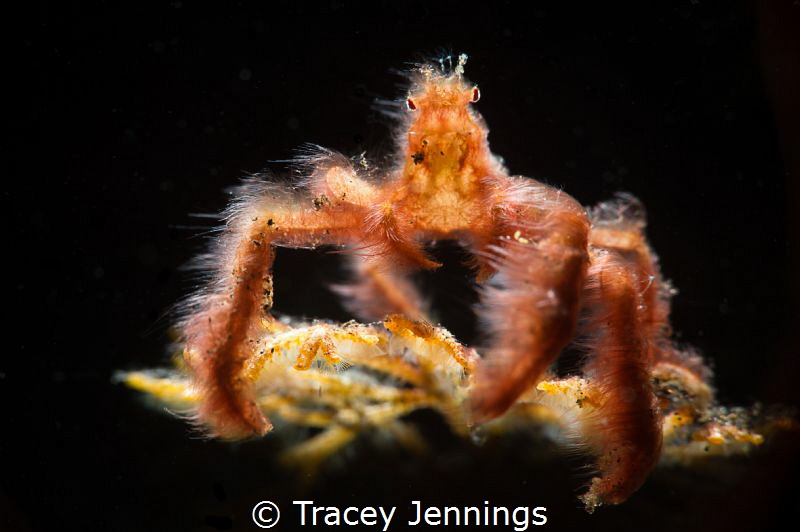 Orangutan crab by Tracey Jennings 
