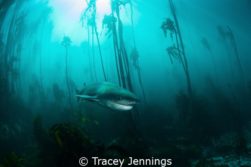 7 gill in the kelp by Tracey Jennings 