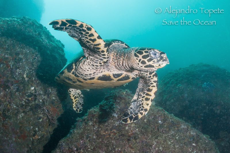 Turtle in the rocks, Acapulco México by Alejandro Topete 