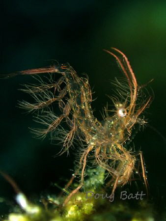 Algae Shrimp, Anilao, Philippines by Doug Batt 