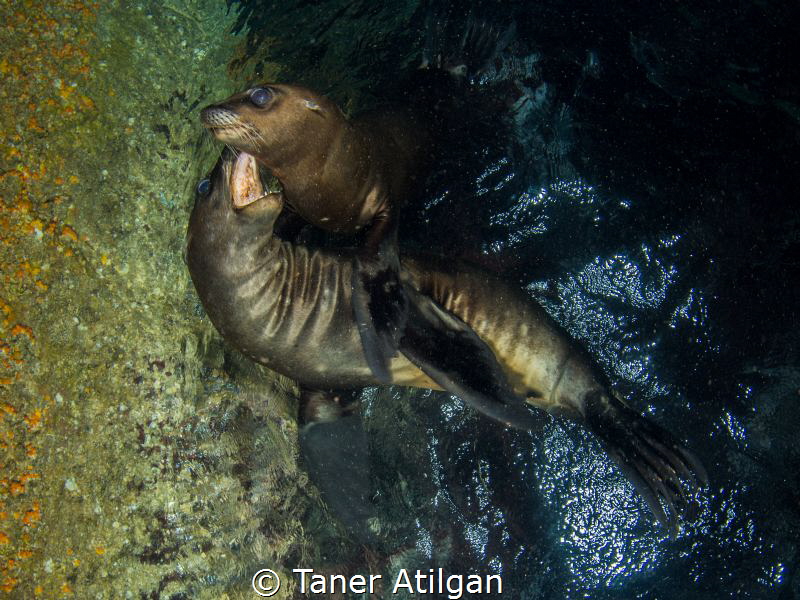Playing sea lions by Taner Atilgan 