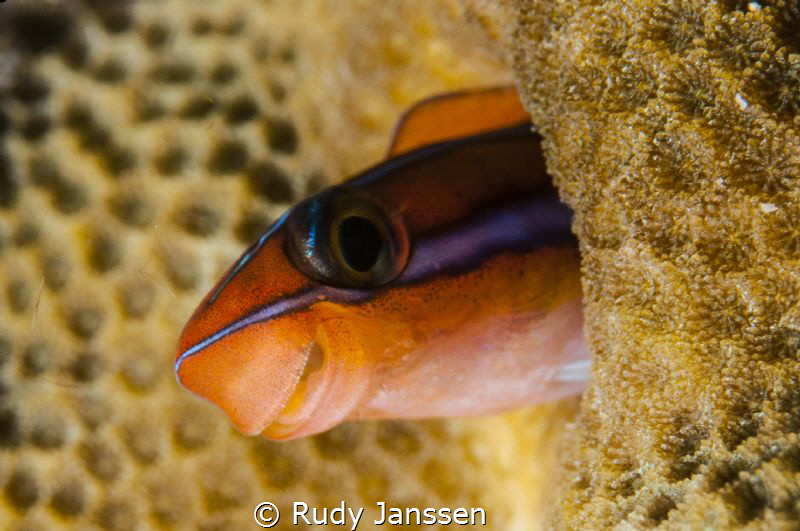 Goby by Rudy Janssen 