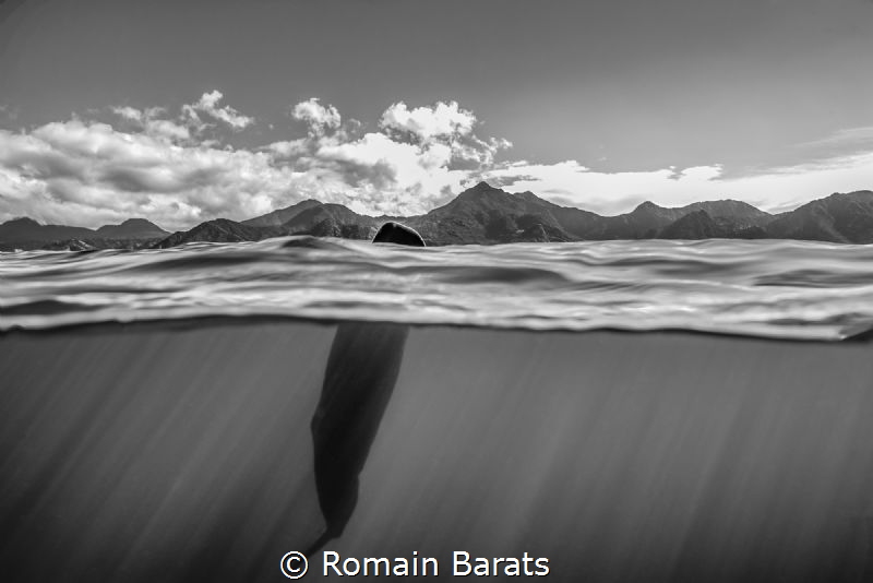 spermwhale splitted by Romain Barats 