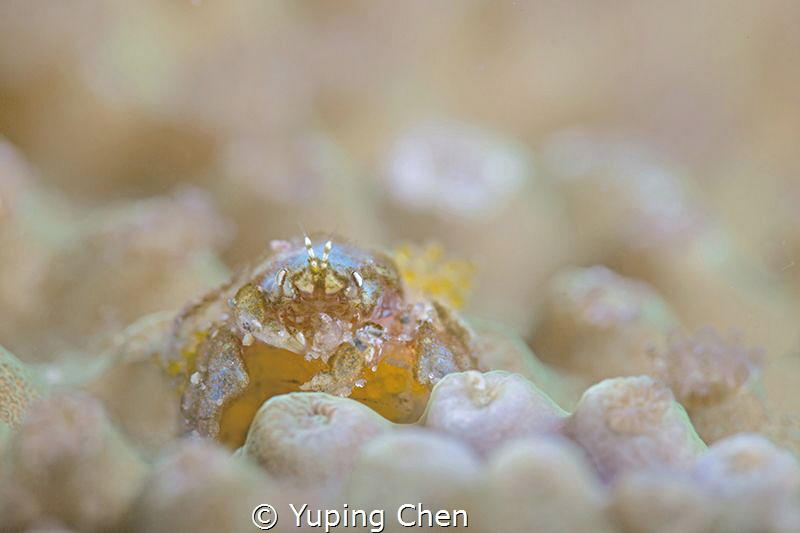 Tiny crab (with eggs)/Anilao,Philippine/Canon 5D MarkIII,... by Yuping Chen 