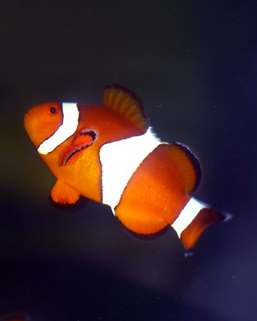 They call him the "False Percula Clown (Amphiprion ocella... by Michael Canzoniero 
