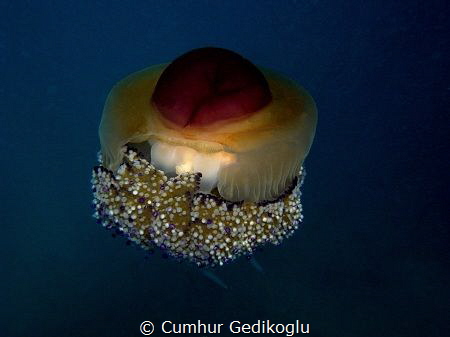 Cotylorhiza tuberculata
Fried Egg Jellyfish by Cumhur Gedikoglu 