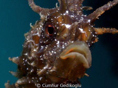 Hippocampus guttulatus
Speckled Seahorse by Cumhur Gedikoglu 