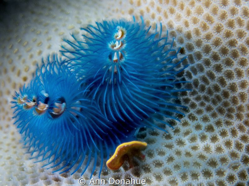 Perfect for a blue Christmas! Double Christmas tree worms... by Ann Donahue 