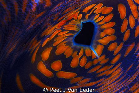 Through the "eye" of a  giant sea clam by Peet J Van Eeden 