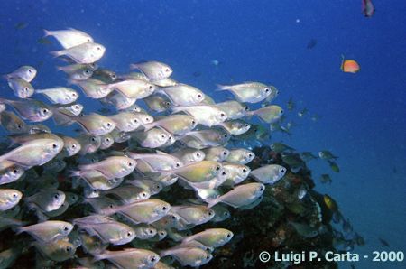 Ponta de Ouro, one of the many schools you meet diving...... by Luigi Carta 