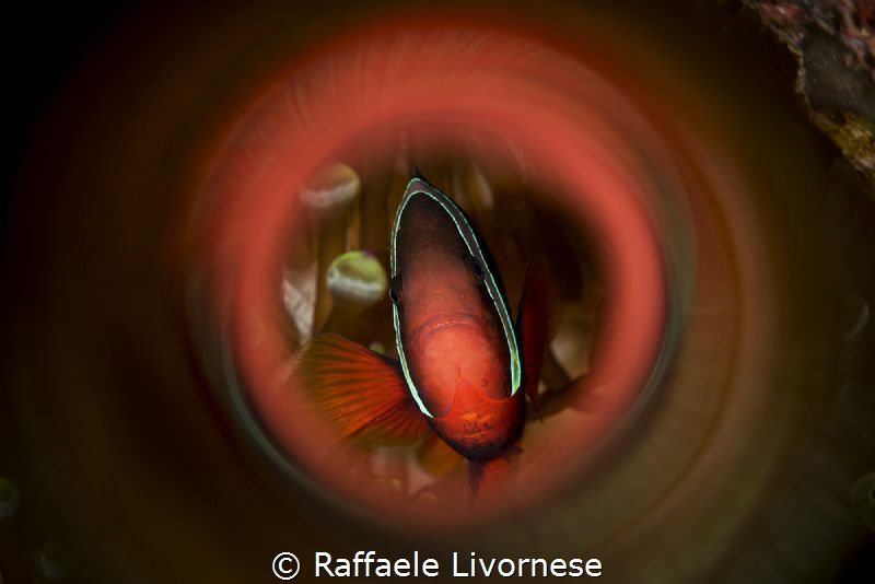 Clownfish in the tube by Raffaele Livornese 