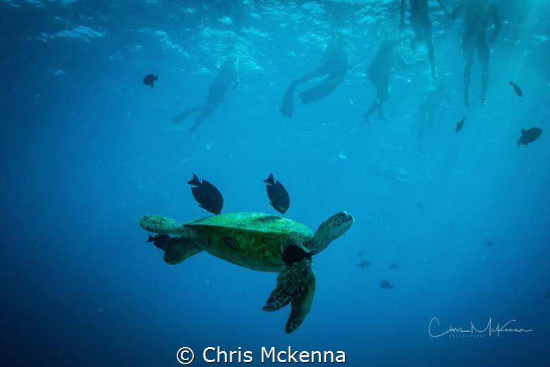 Green Sea Turtle swimming above one of the reefs of Waiki... by Chris Mckenna 