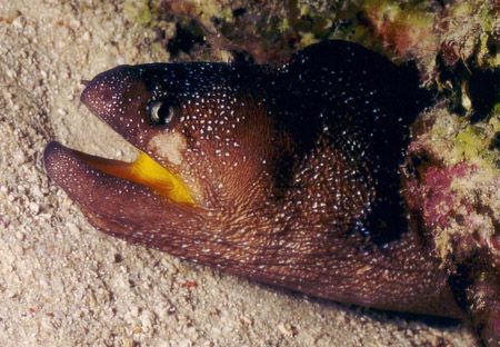 Gelbmaulmuräne - Yellowmouth moray
(Gymnothorax nudivomer) by Ralf Levc 