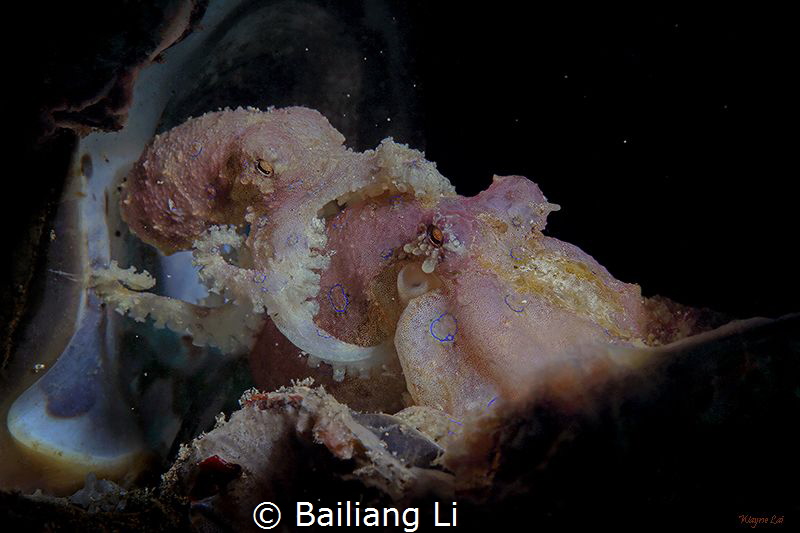 This photo was take in Lembeh in July 2017. by Bailiang Li 