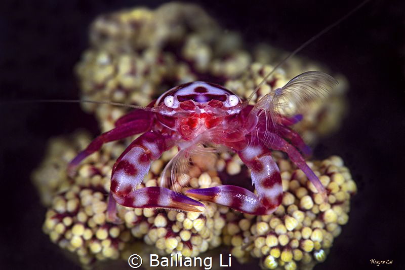 This photo was taken in Lembeh in October 2017. by Bailiang Li 