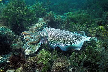 Australian Giant Cuttlefish male in full colour display. ... by Ron Hardman 