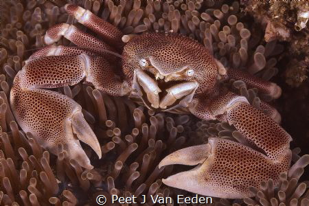 The Porcelain Crab derives its name from shedding a limb ... by Peet J Van Eeden 