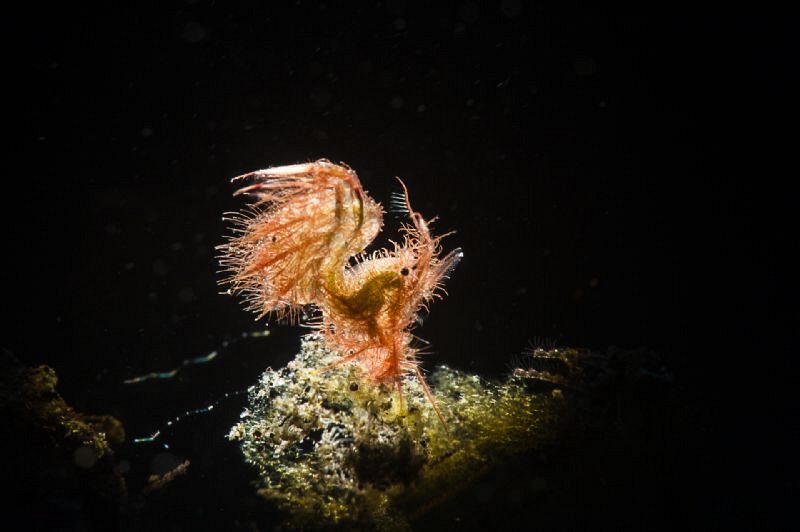 Tiny Hairy Shrimp by Tracey Jennings 