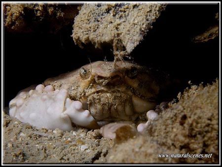 Yes I‘m grumpy so what!!! Yeah this box crab seems to be ... by Yves Antoniazzo 