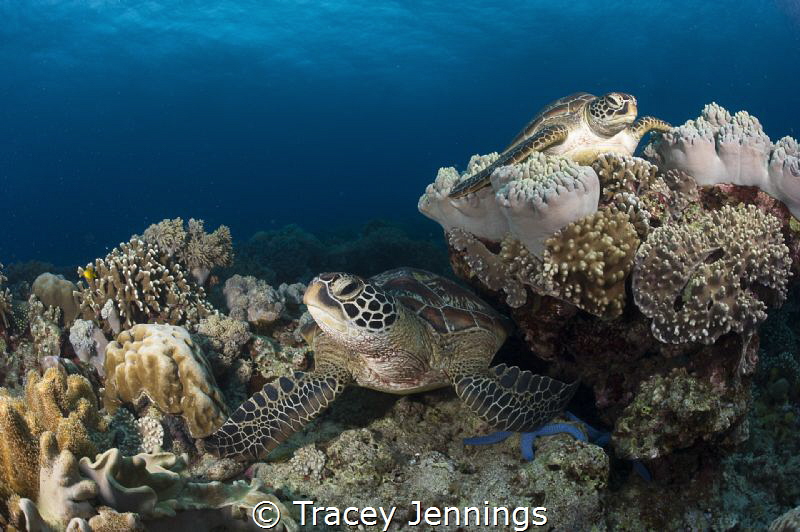 Turtles in Apo Island ... possibly the friendliest in the... by Tracey Jennings 