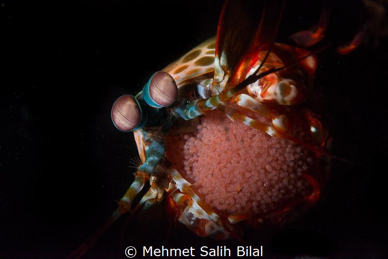 Mantis shrimp with eggs under snoot. by Mehmet Salih Bilal 