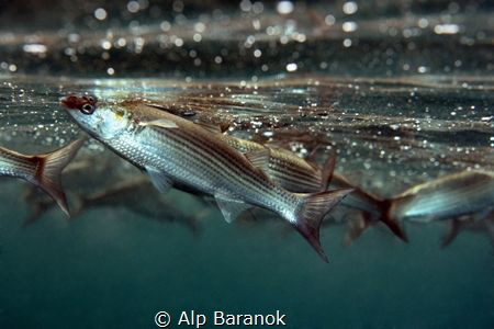 Feeding below surface by Alp Baranok 