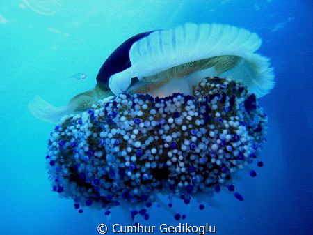 Cotylorhiza tuberculata
BLUE by Cumhur Gedikoglu 