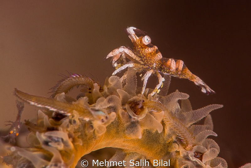 Wire coral shrimp and small night predators by Mehmet Salih Bilal 