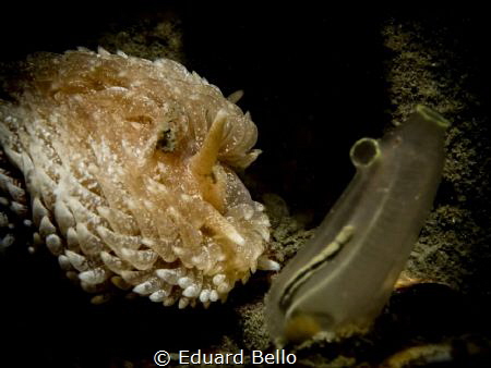 Vlokslak, Aeolidia papillosa found at a depth of 9m. by Eduard Bello 