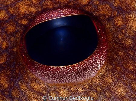 Octopus vulgaris eye
Deep Blue by Cumhur Gedikoglu 