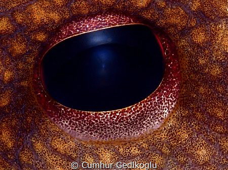 Octopus vulgaris eye
Deep Blue by Cumhur Gedikoglu 