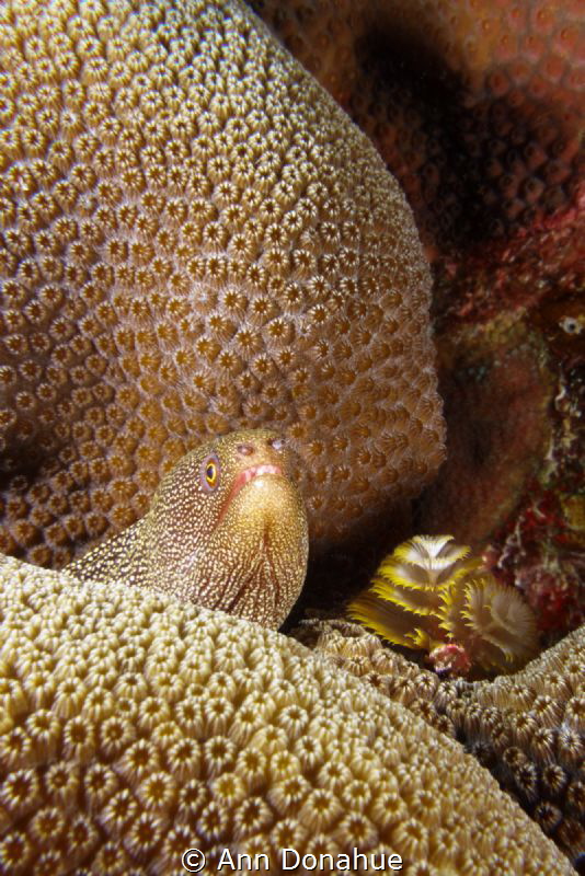 Eel peeking out of corals with Christmas Tree worms. by Ann Donahue 