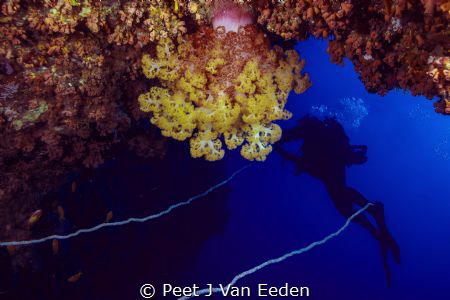 Soft coral magic by Peet J Van Eeden 