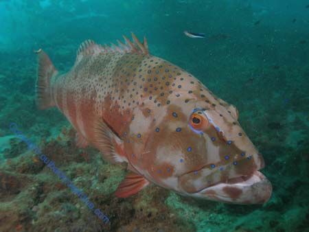 Coral Trout Navy Pier Exmouth by Brad Cox 