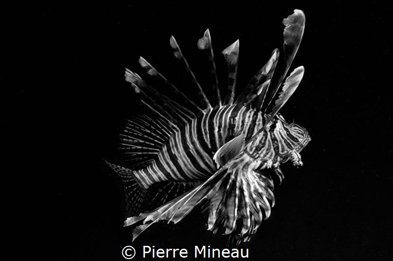 Lionfish. Almost collided with it face on, on a night div... by Pierre Mineau 