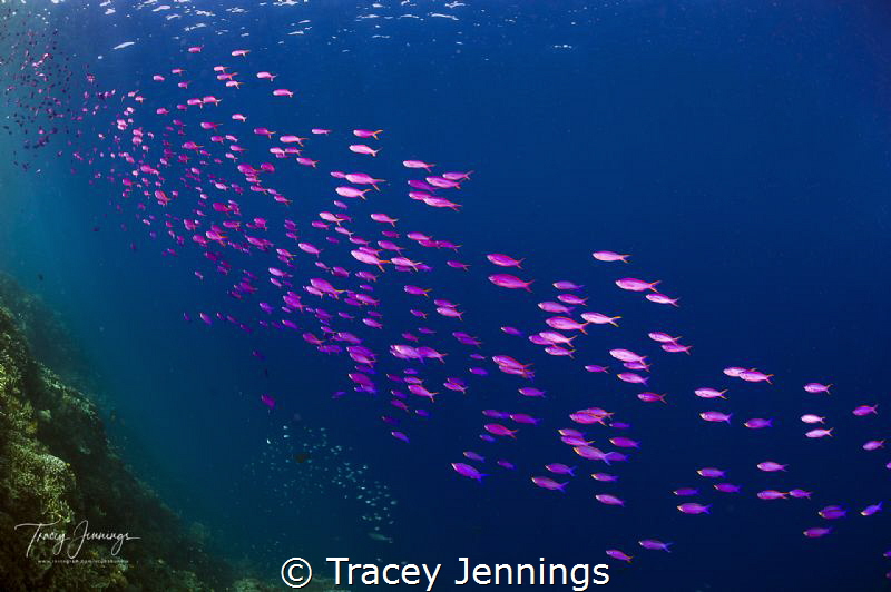 pescador island by Tracey Jennings 