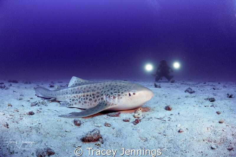 leopard shark by Tracey Jennings 
