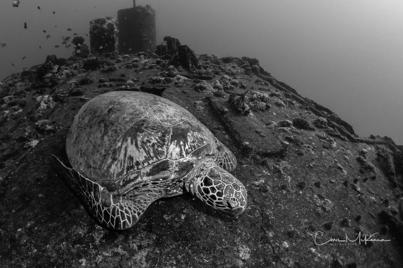 Honu on the deck of the Sea Tiger by Chris Mckenna 