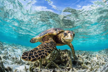 Hawksbill Turtle in a shallow lagoon by Henley Spiers 