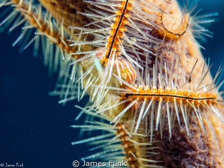 Brittle Star Embrace by James Funk 