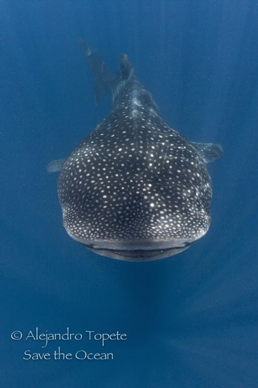 Whaleshark in the Lines, Isla Contoy México by Alejandro Topete 