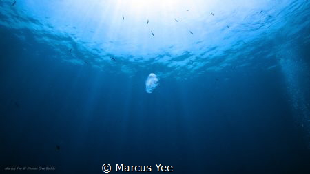 Title: The Lonely Jelly 
When : Oct 2017
Where : Tioman... by Marcus Yee 