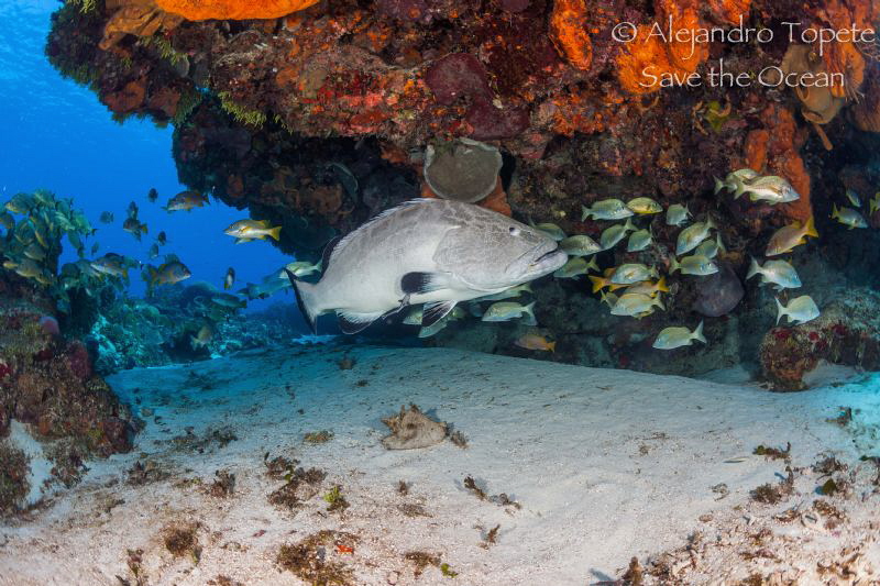 Grouper in the cave, Cozumel México by Alejandro Topete 
