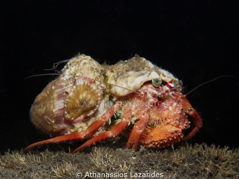 Hermit crab by Athanassios Lazarides 