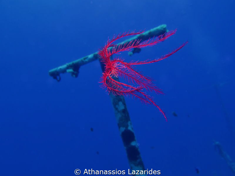 Sea star swimming by Athanassios Lazarides 