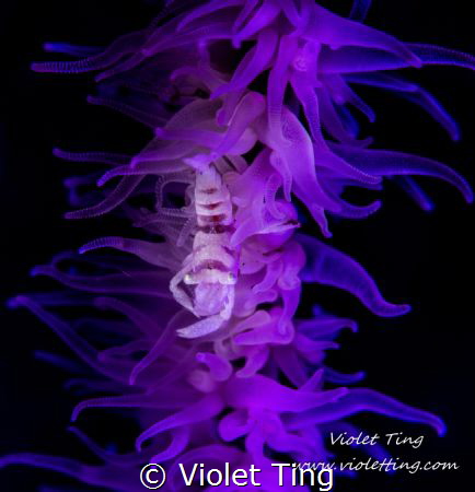whip coral shrimp in purple by Violet Ting 