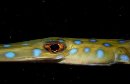 Cornet fish eyes (Fistularia tabacaria)

Taken at night... by João Paulo Krajewski 