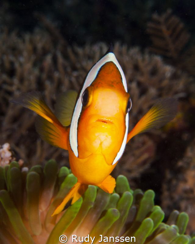 Nemo by Rudy Janssen 
