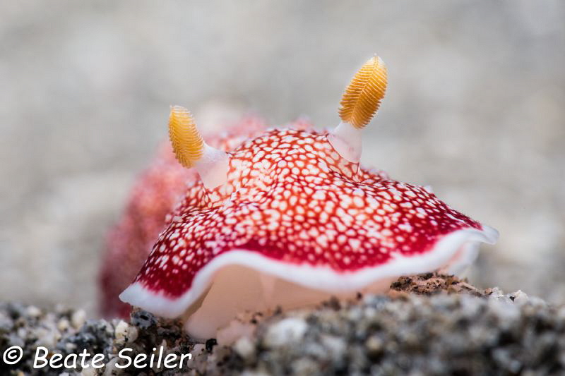 Beauty on the reef by Beate Seiler 