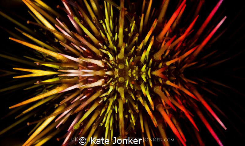 Fireworks Urchin
Snoot lighting with coloured gels. by Kate Jonker 